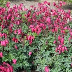 'Amore Rose' Bleeding Heart -Flower Shop amore rose bleeding heart dicentra 1