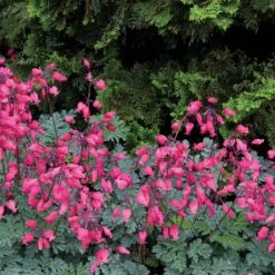 'Amore Rose' Bleeding Heart -Flower Shop amore rose bleeding heart dicentra 5