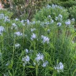 Threadleaf Bluestar -Flower Shop amsonia hubrichtii bluestar 10