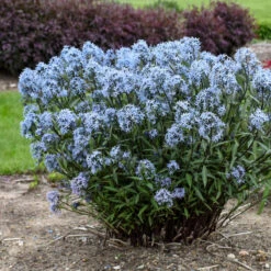 'Storm Cloud' Bluestar -Flower Shop amsonia tabernaemontana storm cloud bluestar 2