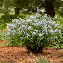 'Storm Cloud' Bluestar -Flower Shop amsonia tabernaemontana storm cloud bluestar 3