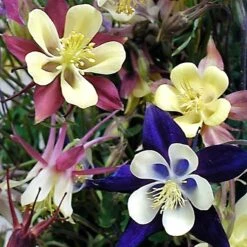 'Biedermeier Mix' Columbine 7 'Biedermeier Mix' Columbine -Flower Shop aquilegia biedermeier mix columbine 4 square sw