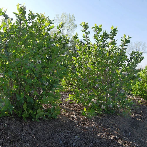 Low Scape Hedger® Aronia 6 Low Scape Hedger® Aronia - Image 6