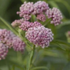 'Cinderella' Swamp Milkweed -Flower Shop asclepias incarnata cinderella swamp weed milkweed 1