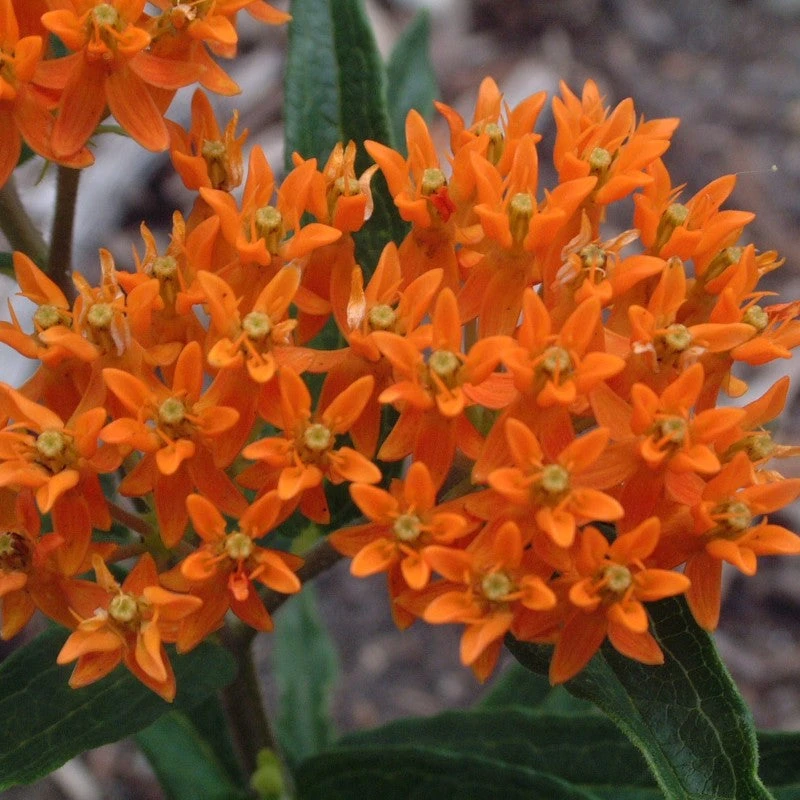 Orange Milkweed 3 Orange Milkweed - Image 3