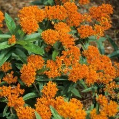 Orange Milkweed 8 Orange Milkweed -Flower Shop asclepias tuberosa butterfly weed 2