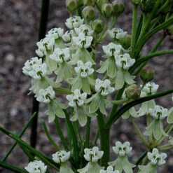 Whorled Milkweed -Flower Shop asclepias verticillata whorled milkweed 6