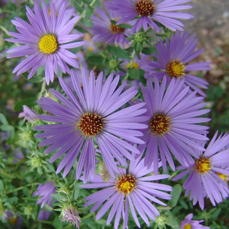 'October Skies' Aster 2 'October Skies' Aster - Image 2