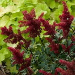 Red Astilbe -Flower Shop astilbe fanal red false spirea 3