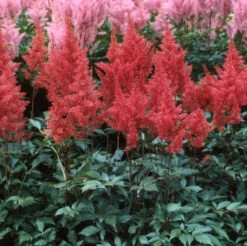 Red Astilbe -Flower Shop astilbe fanal red false spirea 4