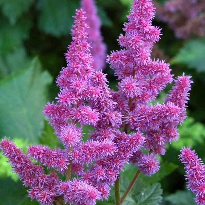 'Visions' Astilbe 3 'Visions' Astilbe - Image 3