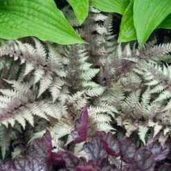 Japanese Painted Fern -Flower Shop athyrium nipponicum pictum 2