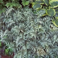 Japanese Painted Fern -Flower Shop athyrium nipponicum pictum 3