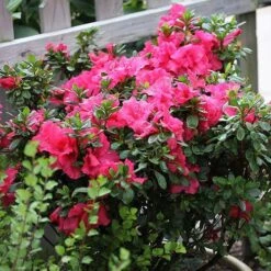 Bloom-A-Thon® Hot Pink Reblooming Azalea -Flower Shop azalea bloom a thon hot pink 3 P 6af5232a 90fa 4cea b7aa 501ac3cb47ae sw