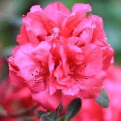 Bloom-A-Thon® Red Reblooming Azalea -Flower Shop azalea bloom a thon red 2 P a3a650ef 60b6 43d6 8922 c6627ee661cd sw