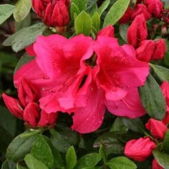 Bloom-A-Thon® Red Reblooming Azalea -Flower Shop azalea bloom a thon red 3 P 7a692c2a 10e4 42fd baf7 7af3cfd75363 sw
