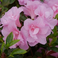 Perfecto Mundo® Double Pink Reblooming Azalea -Flower Shop azalea perfecto mundo double pink 2 P