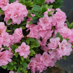 Perfecto Mundo® Double Pink Reblooming Azalea -Flower Shop azalea perfecto mundo double pink 3 P