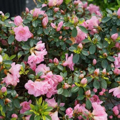 Perfecto Mundo® Double Pink Reblooming Azalea -Flower Shop azalea perfecto mundo double pink 4 P