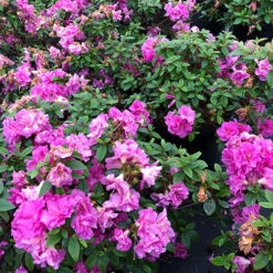 Perfecto Mundo® Double Purple Reblooming Azalea -Flower Shop azalea perfecto mundo double purple 1 P