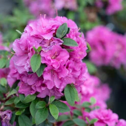 Perfecto Mundo® Double Purple Reblooming Azalea -Flower Shop azalea perfecto mundo double purple 3 P