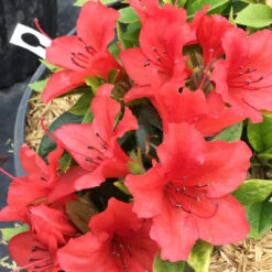 Perfecto Mundo® Orange Reblooming Azalea 10 Perfecto Mundo® Orange Reblooming Azalea -Flower Shop azalea perfecto mundo orange 1