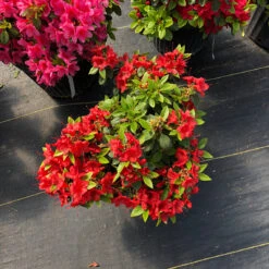 Perfecto Mundo® Orange Reblooming Azalea 9 Perfecto Mundo® Orange Reblooming Azalea -Flower Shop azalea perfecto mundo orange 2