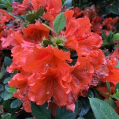 Perfecto Mundo® Orange Reblooming Azalea 8 Perfecto Mundo® Orange Reblooming Azalea -Flower Shop azalea perfecto mundo orange 4