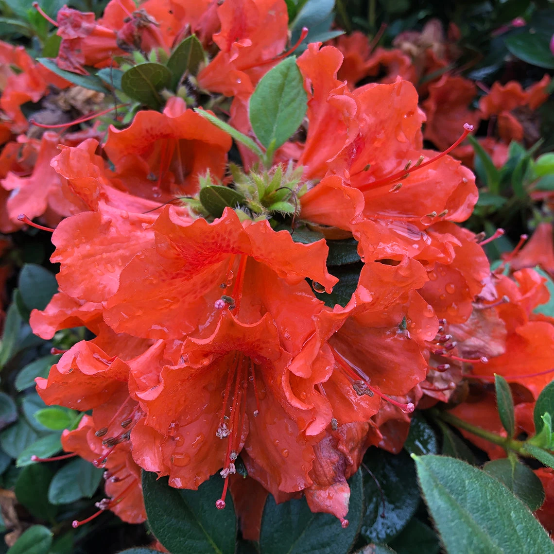 Perfecto Mundo® Orange Reblooming Azalea 3 Perfecto Mundo® Orange Reblooming Azalea - Image 3