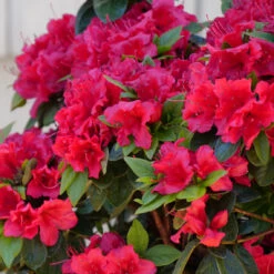 Perfecto Mundo® Red Reblooming Azalea -Flower Shop azalea perfecto mundo red 2
