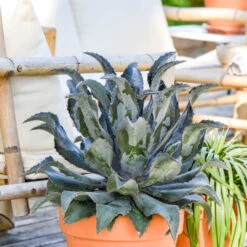 ART & SOL™ 'Night Owl' Mangave -Flower Shop b0073db2541331f48d8c75703f06649c