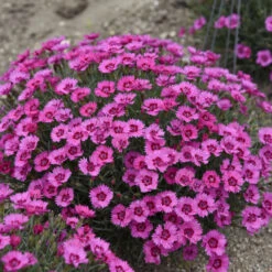 'Paint The Town Fancy' Dianthus -Flower Shop b1150cc6e8b059233027611e8adf4cc3