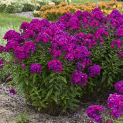 Luminary™ 'Ultraviolet' Tall Garden Phlox -Flower Shop b941ba522654a80039731c70e4ca9f81