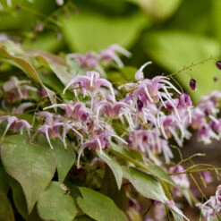 'Pretty In Pink' Barrenwort -Flower Shop bd87b077e5011e0bc3f3d3de9dccecdc