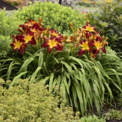 Rainbow Rhythm® 'Ruby Spider' Daylily 8 Rainbow Rhythm® 'Ruby Spider' Daylily -Flower Shop be1d5040b93ab3c3d17912438725ba88