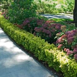 Sunjoy® Citrus Barberry -Flower Shop berberis sunjoy citrus barberry 4