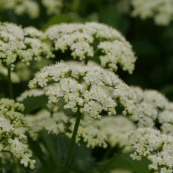 Blue Muffin® Arrowwood Viburnum -Flower Shop bluemuffin2