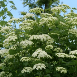 Blue Muffin® Arrowwood Viburnum -Flower Shop bluemuffin4