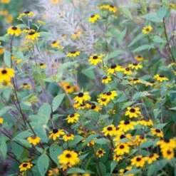 Brown-Eyed Susan (Rudbeckia) -Flower Shop brown eyed susan 3