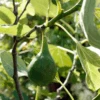 'Brown Turkey' Fig (Ficus)