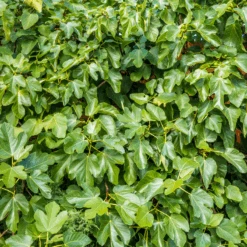 'Brown Turkey' Fig (Ficus) -Flower Shop brownturkeyfigficus 3 800x800 bb49c29