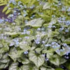 'Jack Frost' Siberian Bugloss