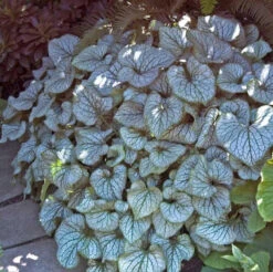 'Jack Frost' Siberian Bugloss -Flower Shop brunnera jack frost 5