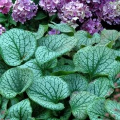 'Jack Frost' Siberian Bugloss -Flower Shop brunnera jack frost 6