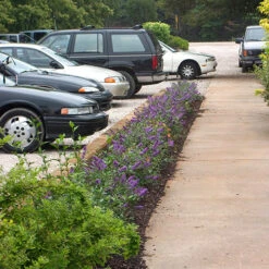 Lo & Behold® 'Blue Chip' Butterfly Bush -Flower Shop buddleia lo behold blue chip 2 P