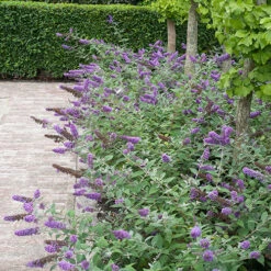 Lo & Behold® 'Blue Chip' Butterfly Bush -Flower Shop buddleia lo behold blue chip 6 P