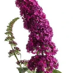 'Miss Molly' Butterfly Bush -Flower Shop buddleia miss molly butterfly bush 2