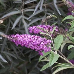 'Miss Ruby' Butterfly Bush -Flower Shop buddleia miss ruby 4 P