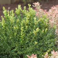 North Star® Boxwood 8 North Star® Boxwood -Flower Shop buxus north star 4