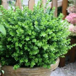 Sprinter® Boxwood -Flower Shop buxus sprinter boxwood 2